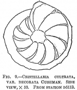 Cristellaria cultrata var. decorata