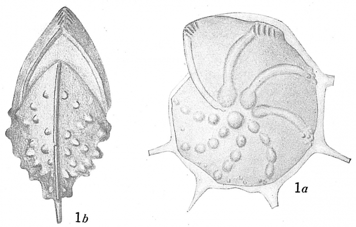 Cristellaria echinata Cristellaria echinata