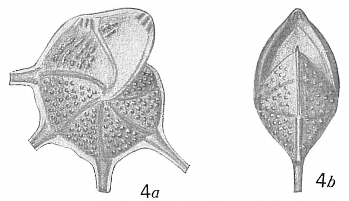 Cristellaria echinata Cristellaria echinata