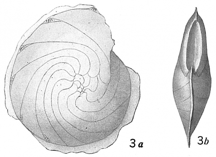 Cristellaria expansa var. planulata