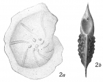 Chromista - Foraminifera (foraminifers)