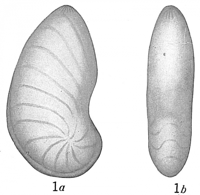 Cristellaria gibba sensu Cushman (1921) Not d'Orbigny, 1839