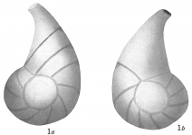 Cristellaria helicinoides, author: Cedhagen, Tomas