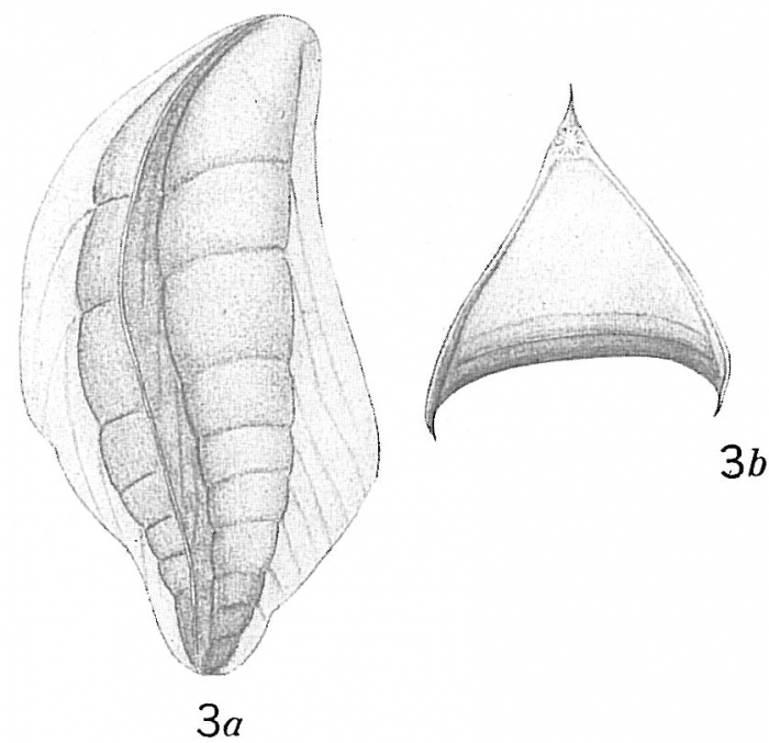Cristellaria italica var. acutocarinata