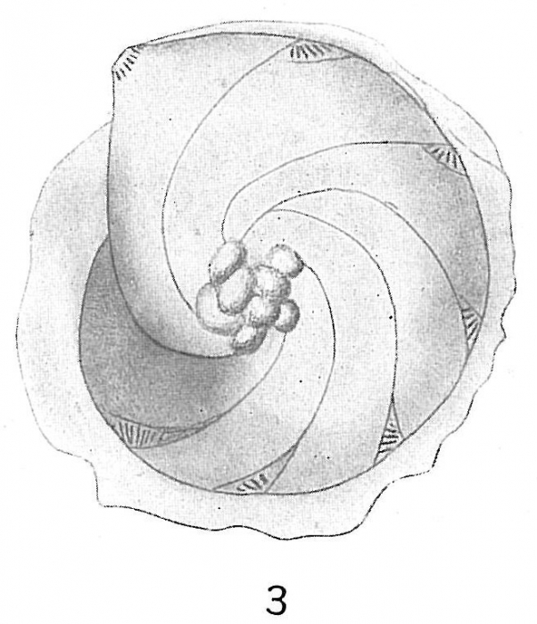 Cristellaria orbicularis var. subumbonata