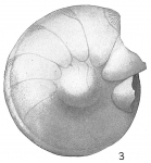 Chromista - Foraminifera (foraminifers)