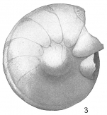 Cristellaria rotulata var. umbonata