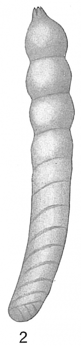 Cristellaria tenuis Cristellaria tenuis