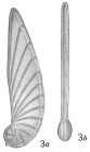 Cristellaria tricarinella