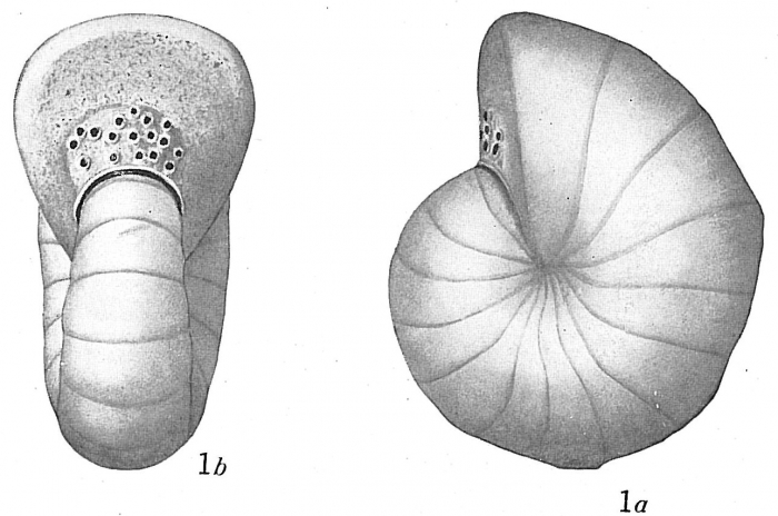 Cyclammina cancellata