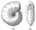 Chromista - Foraminifera (foraminifers)