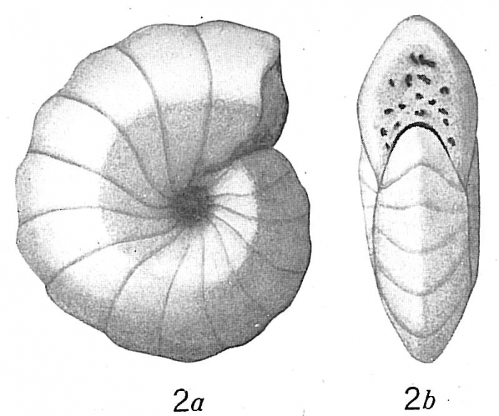 Cyclammina compressa