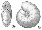 Cyclammina pauciloculata Cushman, 1917