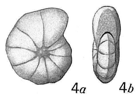 Cyclammina pusilla Cyclammina pusilla