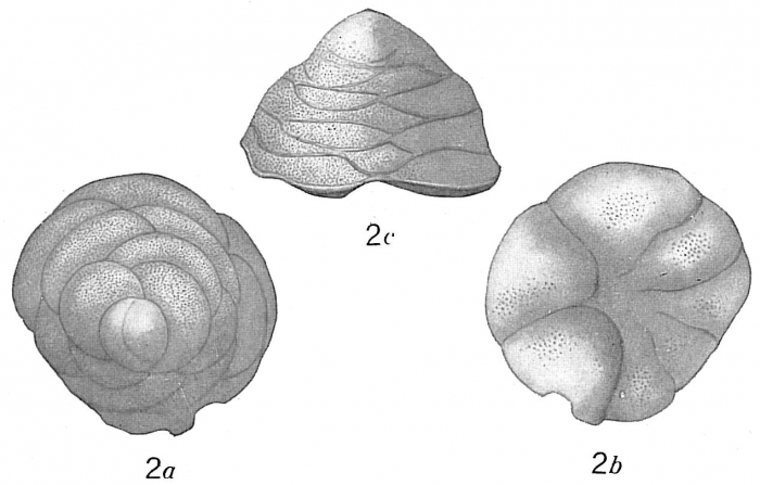 Cymbalopora poeyi Cymbalopora poeyi