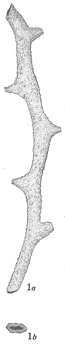 Dendrophrya attenuata