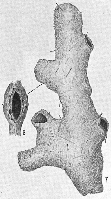 Dendrophrya ramosa