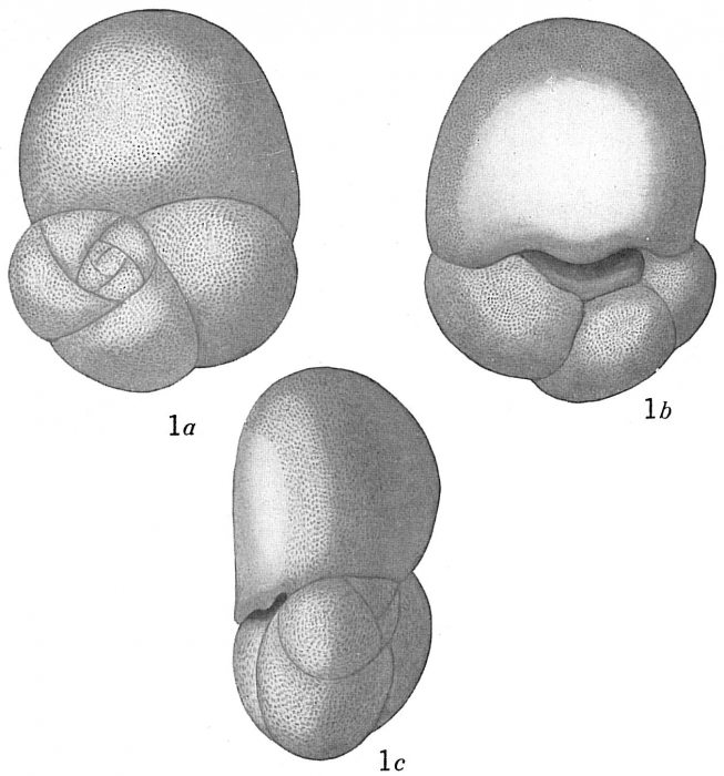 Discorbis allomorphinoides sensu Cushman (not Reuss)