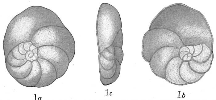 Discorbis bertheloti Discorbis bertheloti