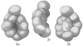 Chromista - Foraminifera (foraminifers)