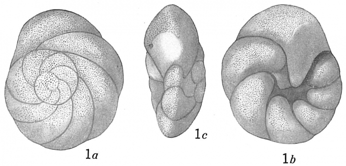 Discorbis sp.