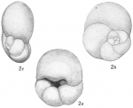 Chromista - Foraminifera (foraminifers)