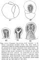 Chromista - Foraminifera (foraminifers)