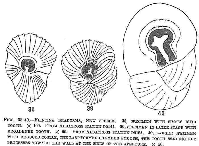 Flintina bradyana Flintina bradyana