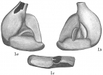 Chromista - Foraminifera (foraminifers)