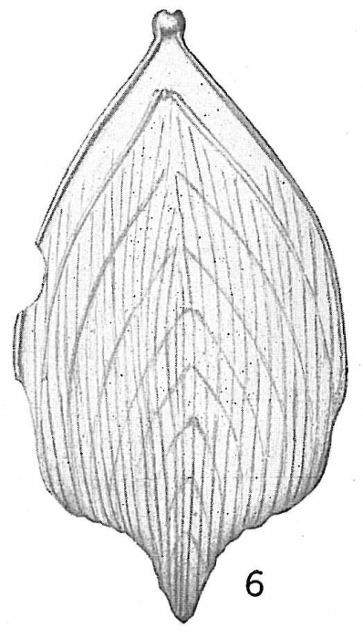 Frondicularia annularis longistriata