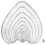 Chromista - Foraminifera (foraminifers)