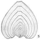Frondicularia annularis