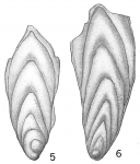 Frondicularia inaequalis