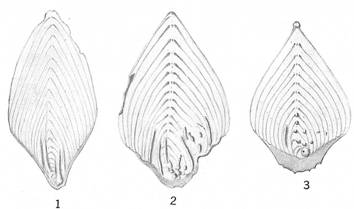 Frondicularia philippinensis