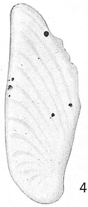 Frondicularia plicata