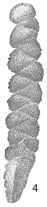 Gaudryina attenuata Cushman, 1913 Gaudryina attenuata Cushman, 1913