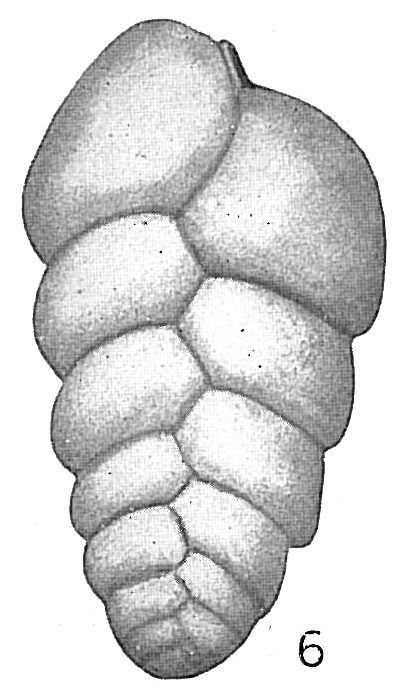 Gaudryina baccata Gaudryina baccata