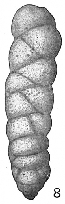 Gaudryina pseudofiliformis