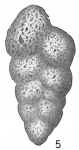 Chromista - Foraminifera (foraminifers)