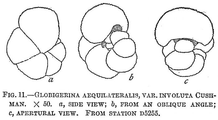 Globigerina aequilateralis involuta Globigerina aequilateralis involuta