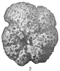 Haplophragmoides grandiformis