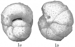 Chromista - Foraminifera (foraminifers)