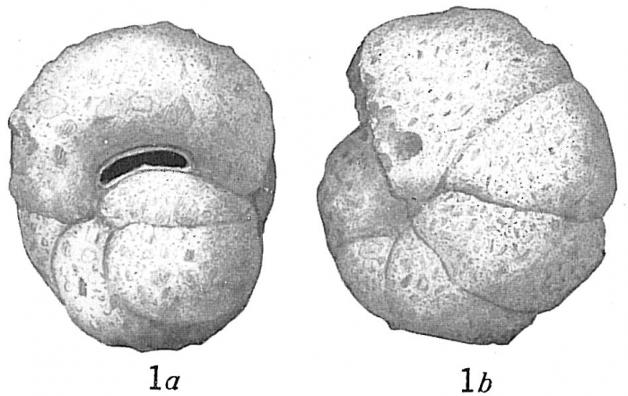 Haplophragmoides subglobosum