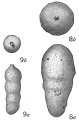 Chromista - Foraminifera (foraminifers)