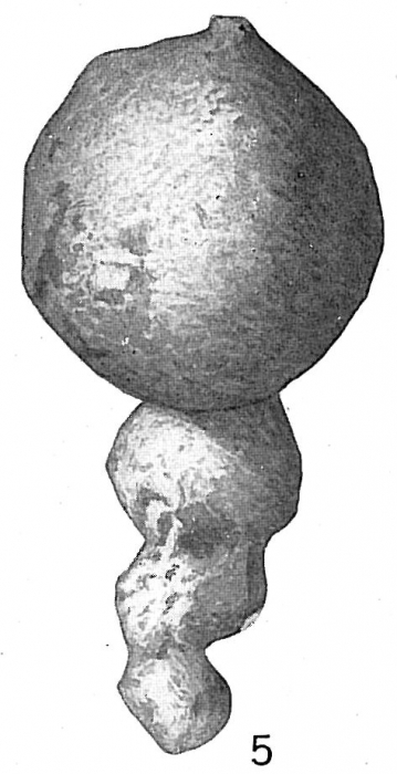 Hormosina globulifera Hormosina globulifera