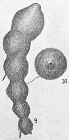Hormosina ovaliformis