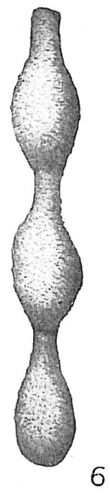Hormosina ovicula Hormosina ovicula