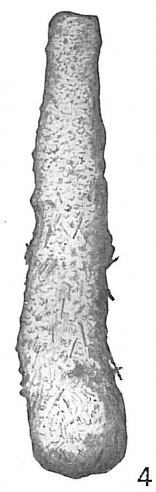 Hyperammina friabilis Hyperammina friabilis