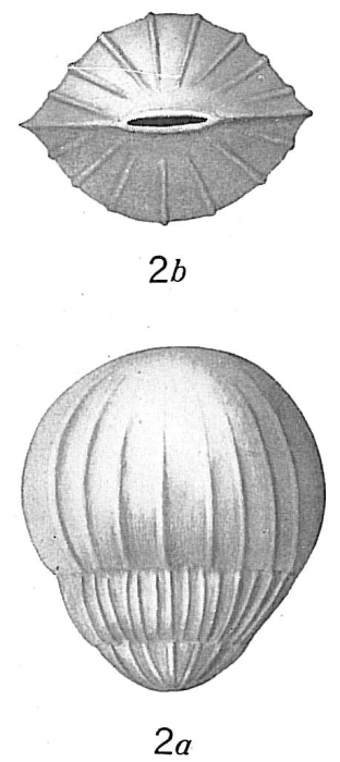 Lingulina costata sensu Cushman (1921)