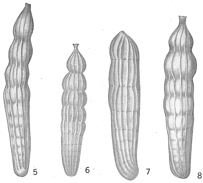 Marginulina costata Marginulina costata